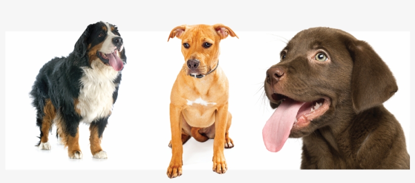 Meet Our Dogs - Dog, transparent png