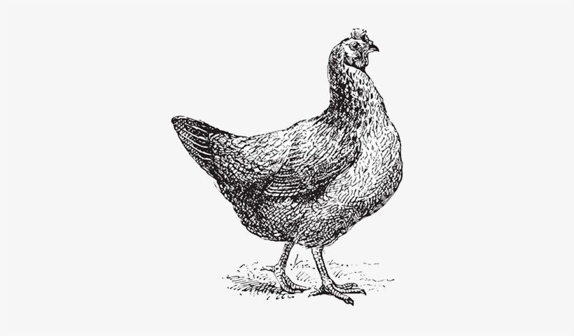 Scarlet Hen, transparent png
