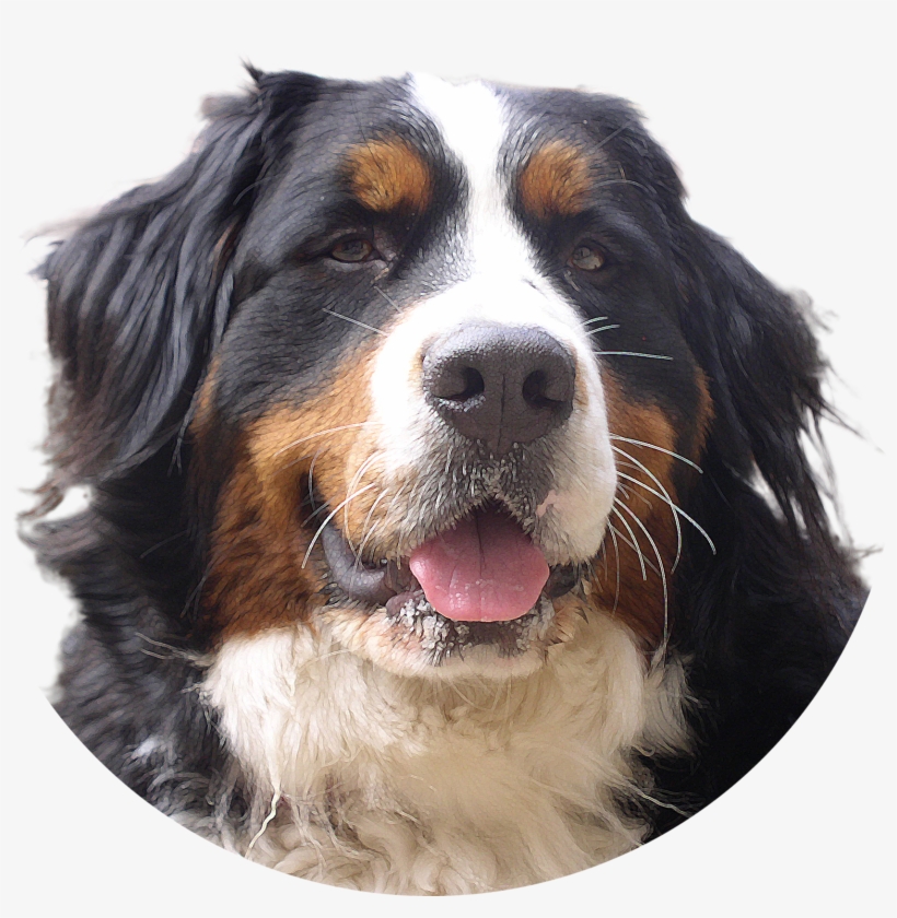 Dogs Png Image Without Background - Bernese Mountain Dog Png, transparent png
