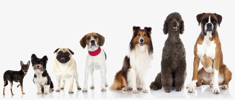 Pedigree-dogs - Dogs Different Sizes, transparent png