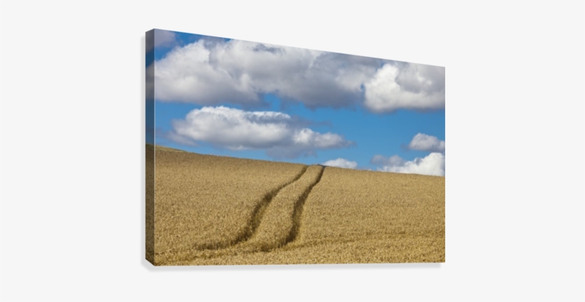 Tire Tracks In A Wheat Field - Posterazzi Tire Tracks In A Wheat Field Scottish Borders, transparent png