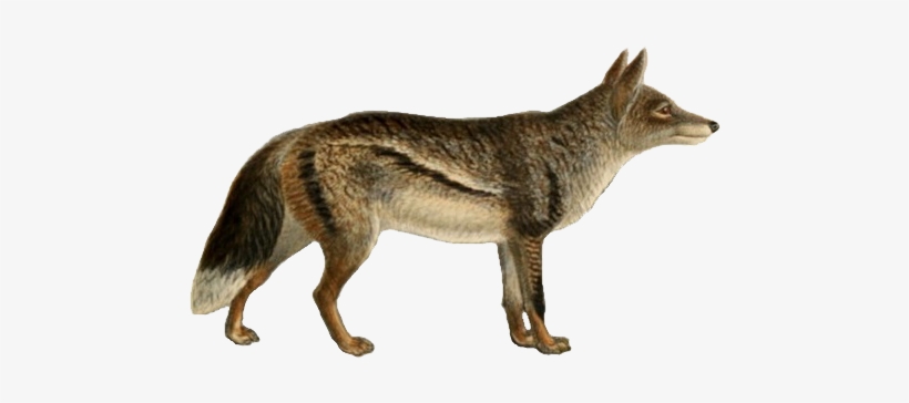Dogs, Jackals, Wolves, And Foxes - Jackal Transparent, transparent png