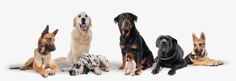 3 - Group Of Dogs Transparent Background, transparent png