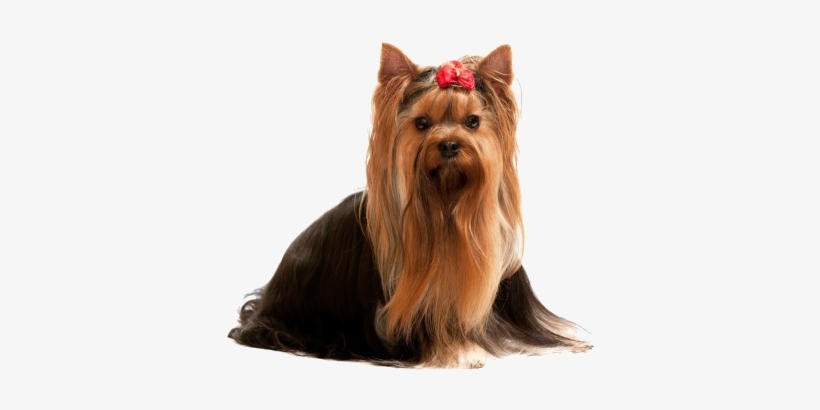 Dogs' Own Grooming Salon Is Northern Colorado's Most - Yorkshire Terrier, transparent png