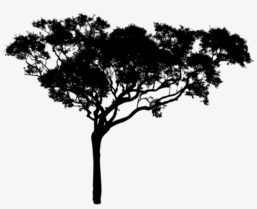 Willow Drawing Nature Tree Silhouette Branch Free Picture - Tree Vector Black Png, transparent png