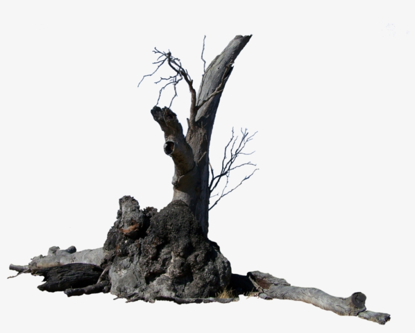 Lightning Tree Precut By Stockopedia D4rvisp - Tree Trunk Png Transparent, transparent png