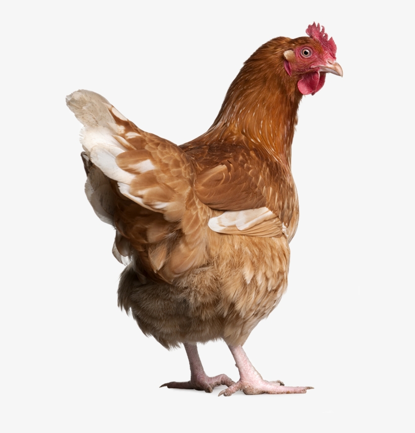 Chicken - Chicken Manual By Laurence Beeken, transparent png