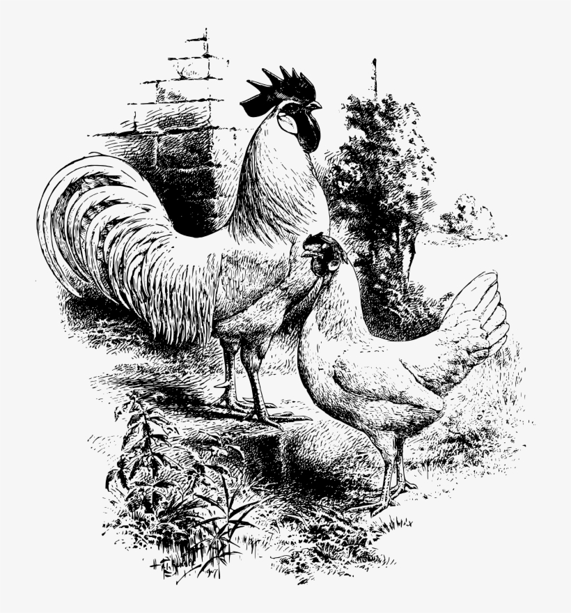 Medium Image - Rooster Hen Chicken Black Drawings, transparent png