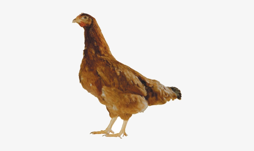Chicken, transparent png