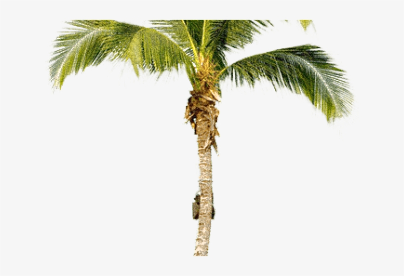 Palm Tree Png Transparent Images - Real Palm Tree Png, transparent png