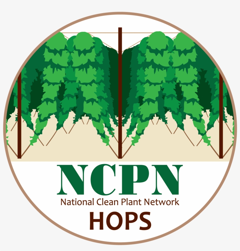 Ncpn-hops Png - Hops, transparent png