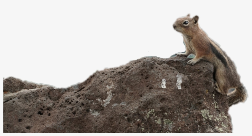 Report Abuse - Fox Squirrel, transparent png