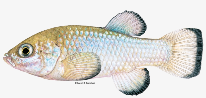 Endangered Species In Nevada, transparent png