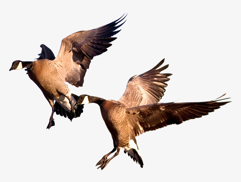 Goose Hunts - Duck, transparent png