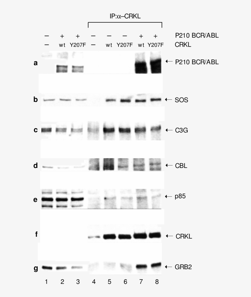 E€ect Of Y207f Mutation On Association Of Crkl With - Monochrome, transparent png