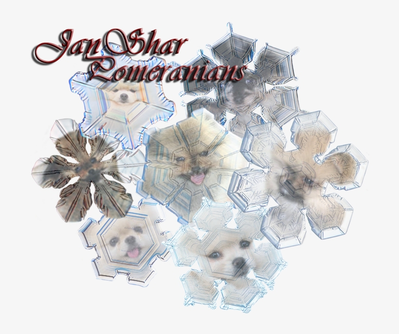 Pomeranian, transparent png