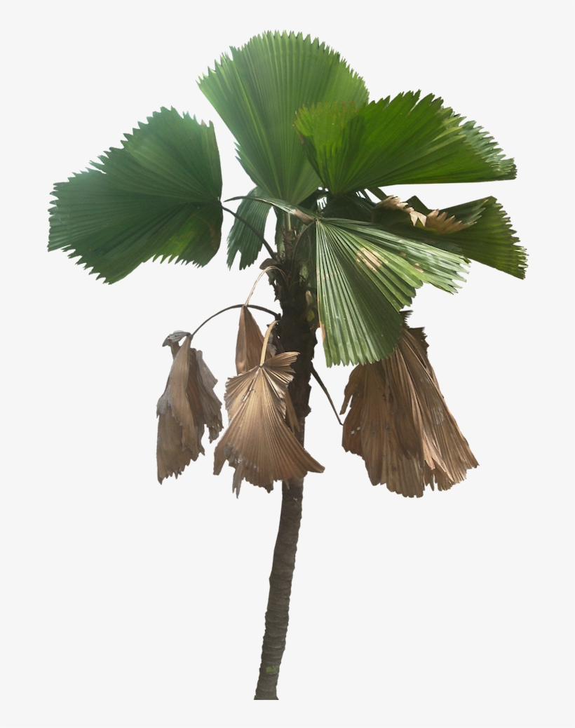 Tree Cut Out, Fan Palm, Plant Pictures, Tropical Plants - Palm Trees, transparent png