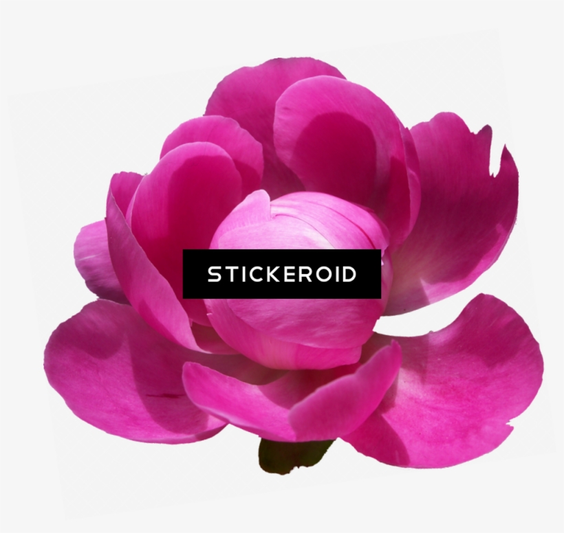 Peonies Pic Flowers Peony - Portable Network Graphics, transparent png