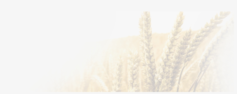 Categories - Triticale, transparent png