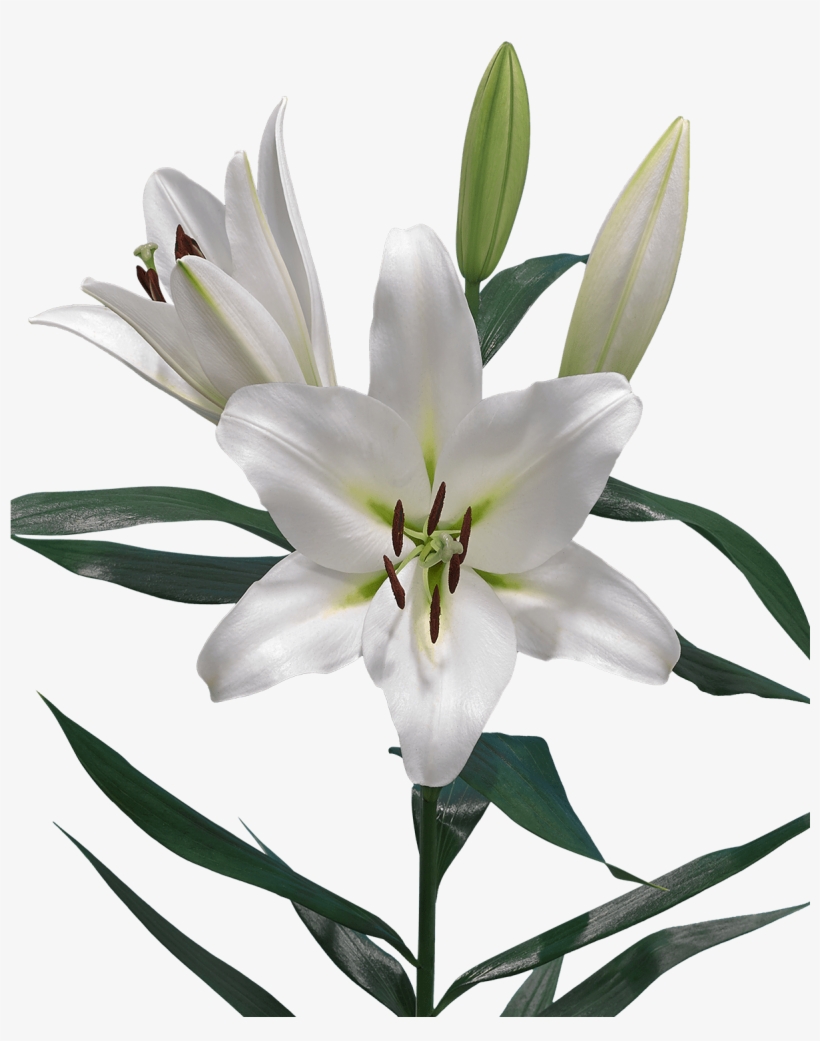 Click Here To Download Low Resolution Images - Lilium Pangea, transparent png