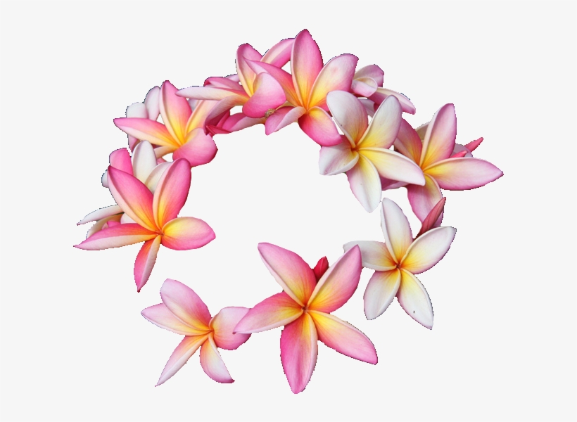 Hawaii Rubra Cut Flowers Floral Design Flower - 8 Flower Transparent, transparent png