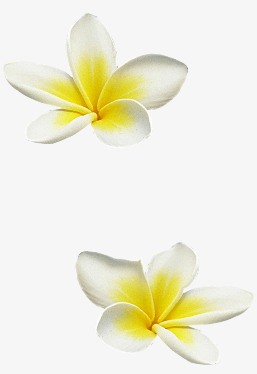 Florju Paradise Elmt Galerij Tubesplaza Nl Tubesplazanl - Clip Art, transparent png