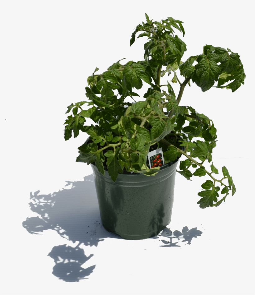 900×900 1 Gal Tomatoe Plant - Flowerpot, transparent png