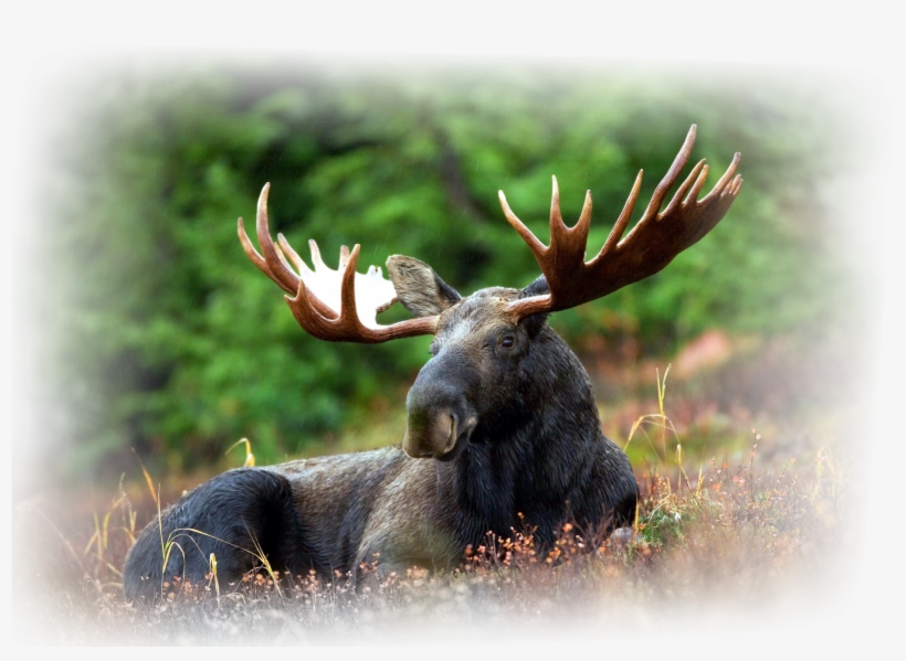 The Hunts Will Be Arranged In Different Luxurious Lodges - Amazing Moose, transparent png