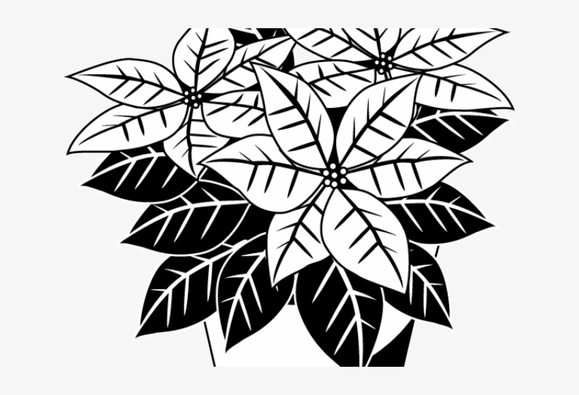 Poinsettia Clipart Black And White - Clip Art Poinsettias, transparent png