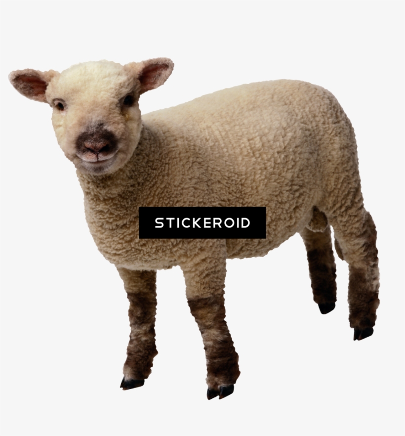 Sheep - Book Of Revelation Pt. 2 - Cd, transparent png
