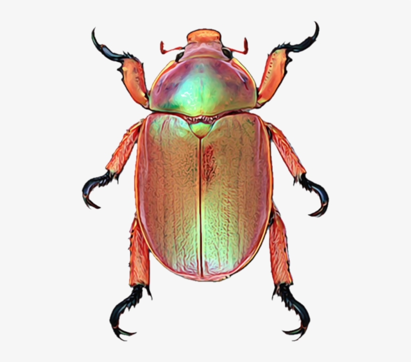 These Stickers And So Much More On Sale - Christmas Beetles Sydney, transparent png