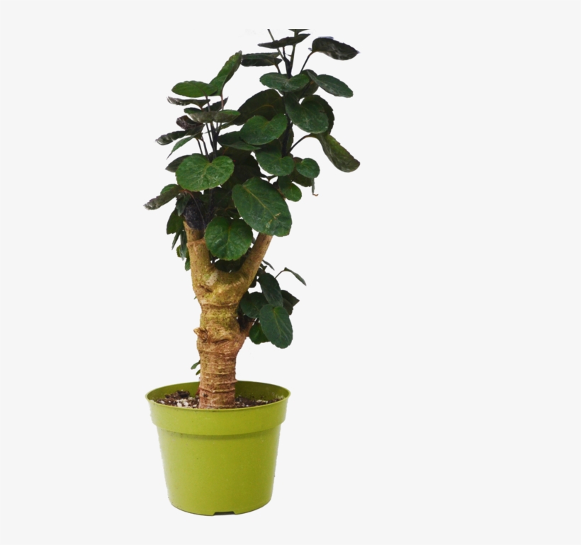 Aralia Fabian Stump 'polyscias Scutellaria' Plant - Polyscias Scutellaria Plant, transparent png