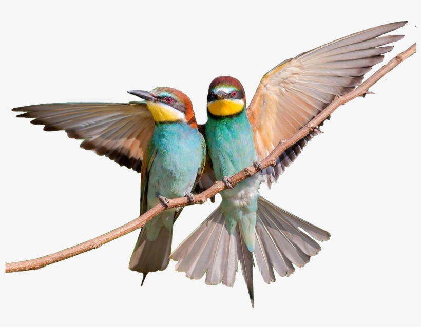 2 Bee-eaters On A Twig - Bee Eater, transparent png