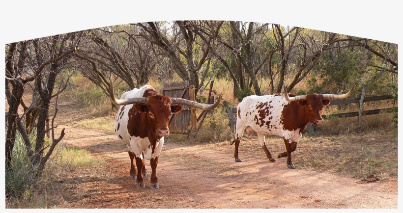 Remodeling Projects That Will Boost Your Home's Value - Texas Longhorn, transparent png
