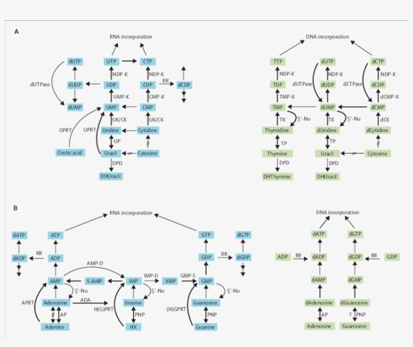 Enzyme Activities Noted In Mycoplasmas - Purine, transparent png