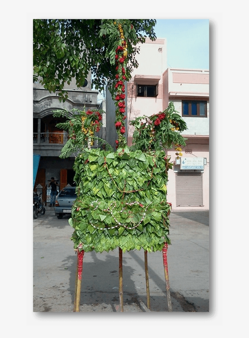 In This Photograph, One Can See The Kajlo Which Consists - Tree, transparent png