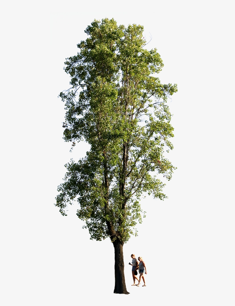 Populus Nigra People Ii, transparent png