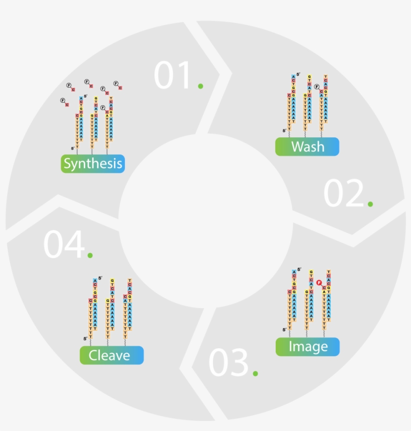 Sequencing By Synthesize - Customer At The Centre Of Everything We Do, transparent png