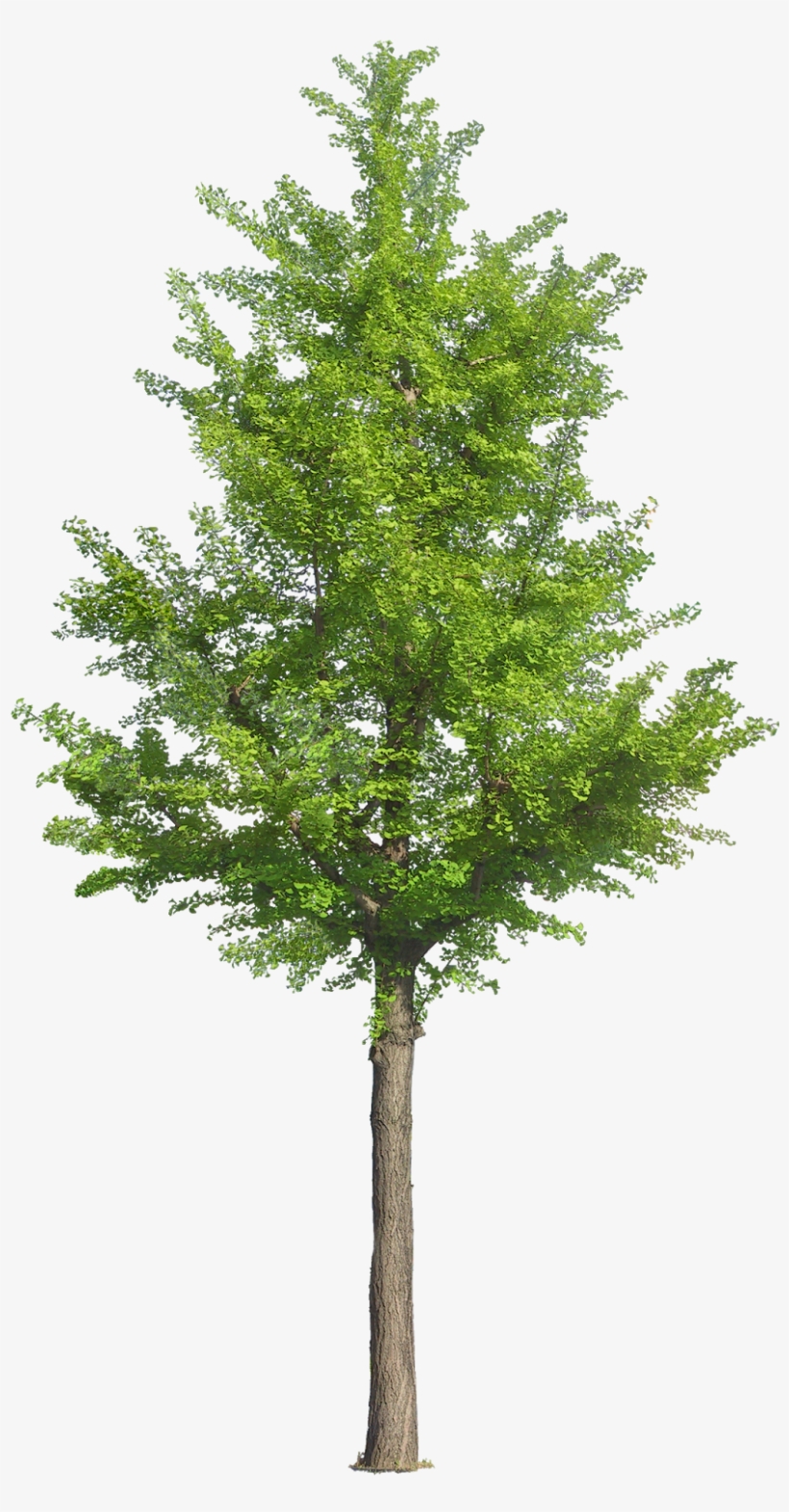 Pin By Ar - Arbol .png, transparent png