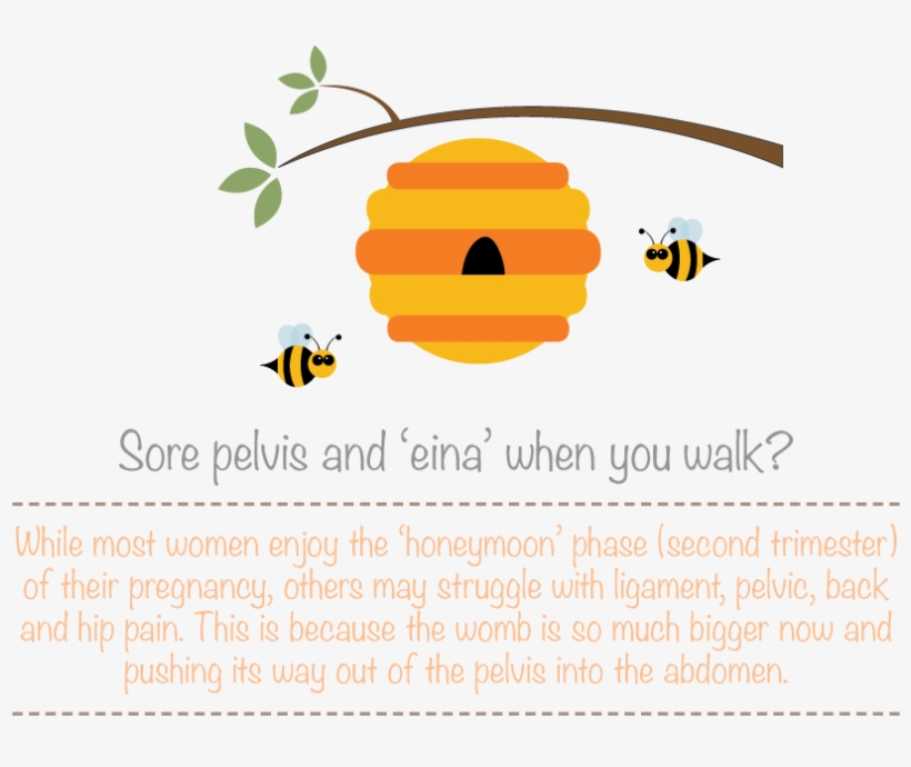 Ligaments Are Like Elastic Bands That Support The Womb - Bee, transparent png
