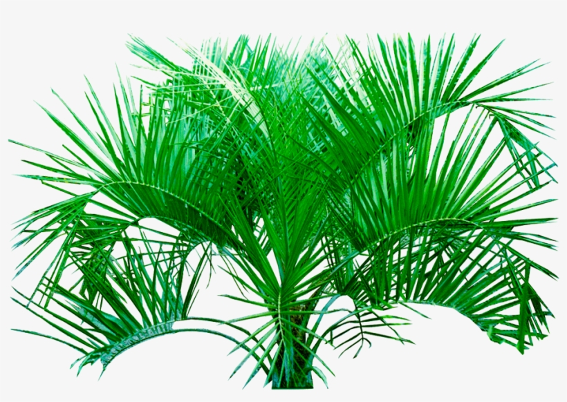 Tree Png Image, transparent png