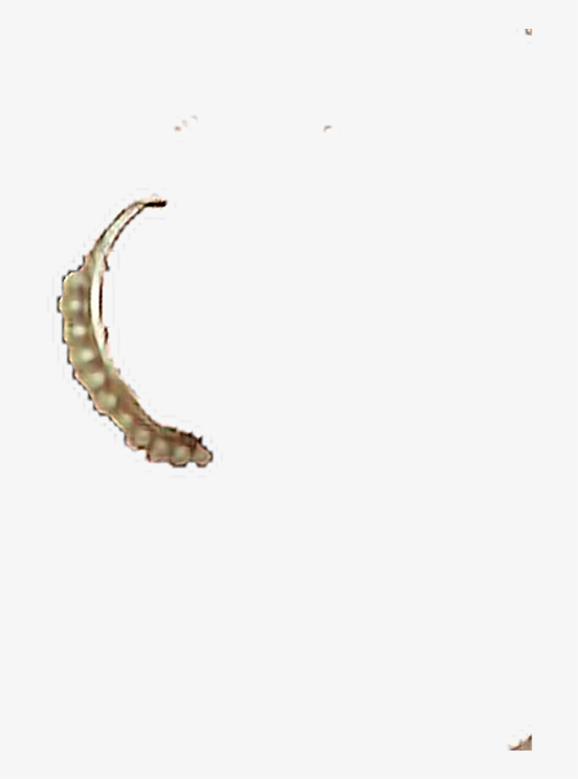 Piercing Earring Septum Tattoo Model Nosepiercing Ear - Body Piercing, transparent png