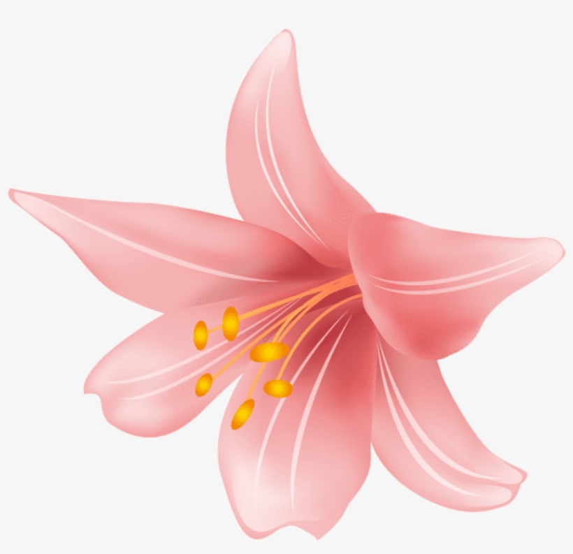 Free Png Flower Png Png Images Transparent - Tiger Lily, transparent png