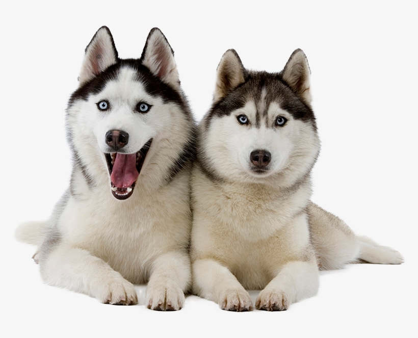 Contact Pet Sitter Cleveland, Oh - Husky Png, transparent png