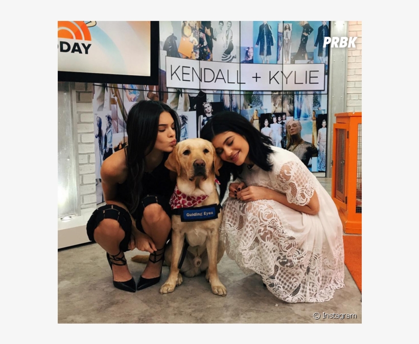 Sorte Desse Cachorro Que Conseguiu Tirar Foto Com Kendall - Today, transparent png
