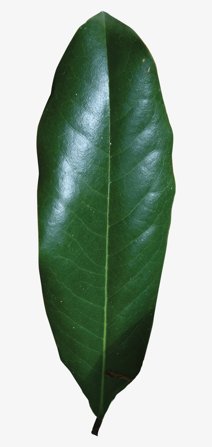 Simple - Magnolia Single Leaf, transparent png