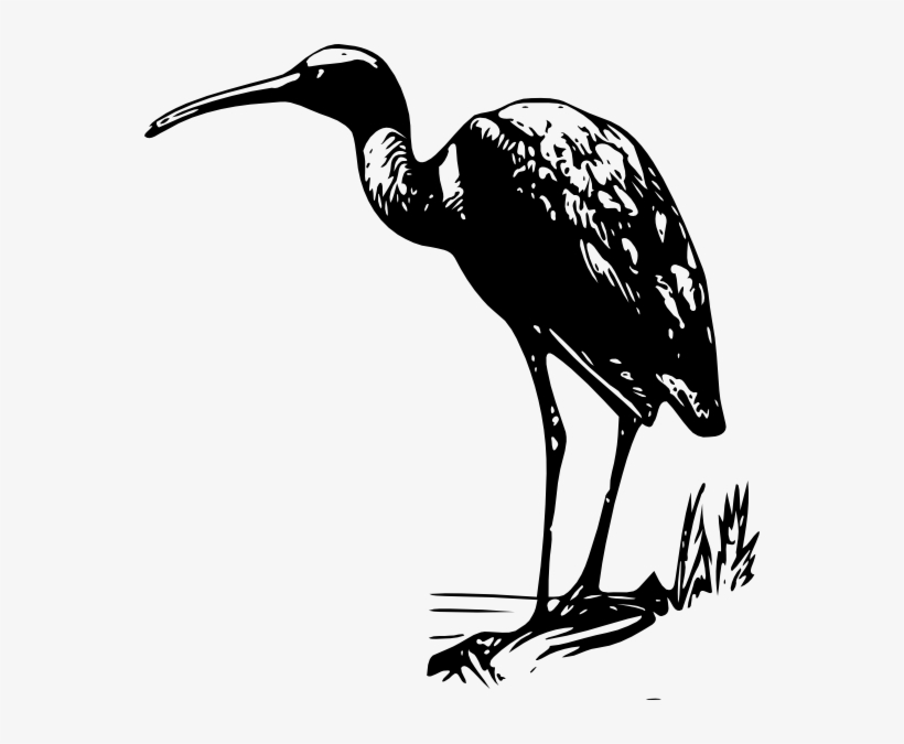 Standing Ibis Png Images, transparent png