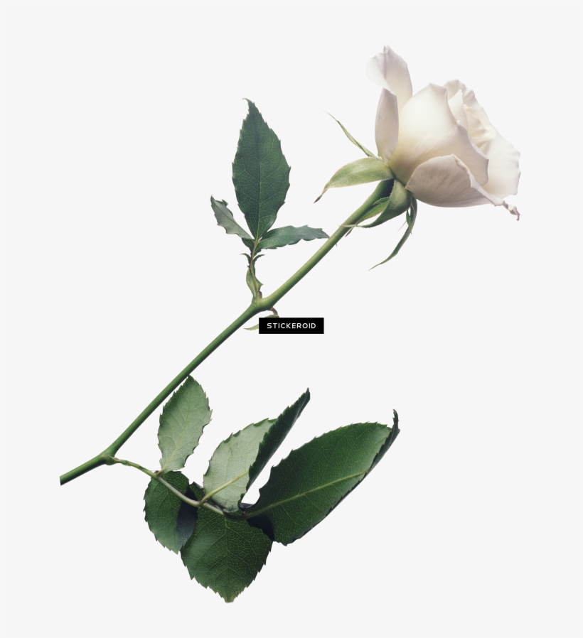 White Rose Flower White Rose Roses - Transparent White Rose Png, transparent png