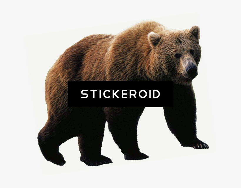 Black Bear - Advanced Graphics Lifesize Wall Decor Cardboard Standup, transparent png