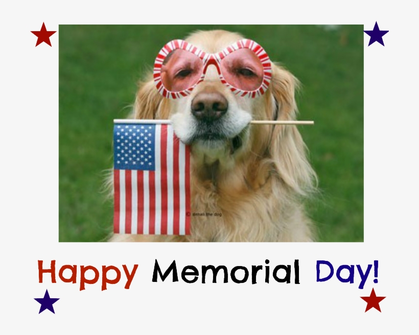 Org Toll Free 866 981 2251 E Mail Info@grrand - Dog, transparent png